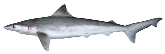 Carcharhinus borneensis ©  Copyright CSIRO Australia http://www.csiro.au
