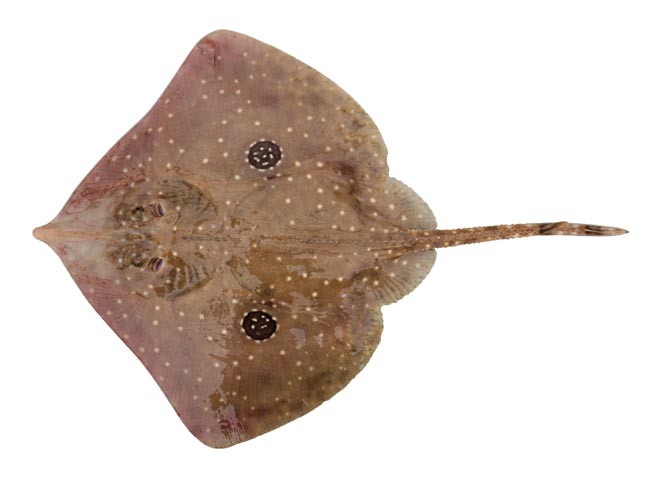 Okamejei jensenae ©  Copyright CSIRO Australia http://www.csiro.au