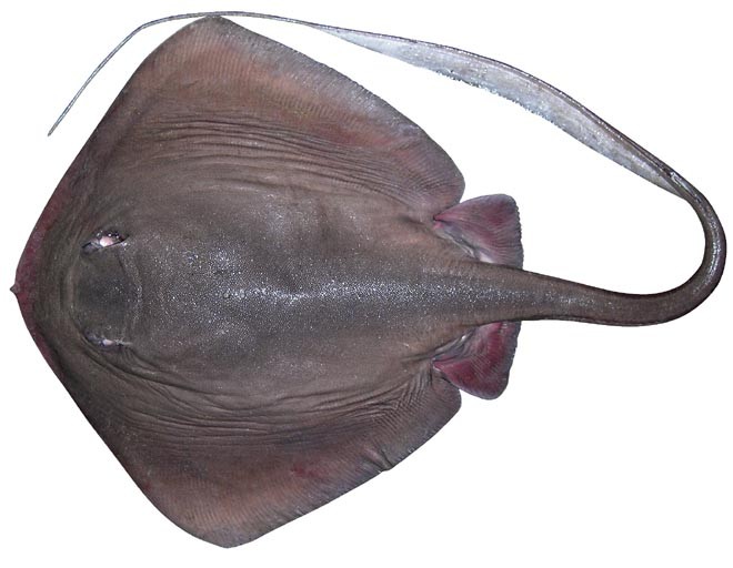 Pastinachus gracilicaudus rgb ©  Copyright CSIRO Australia http://www.csiro.au