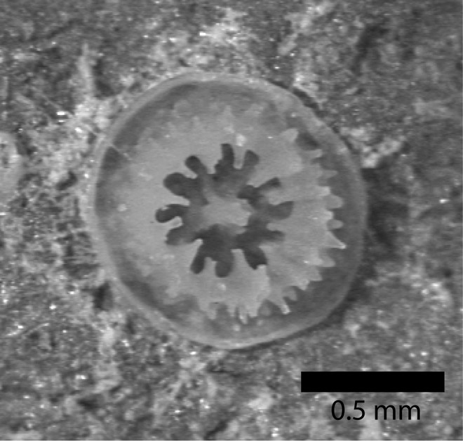 Coral recruit aged 1 month, observed under a microscope. © ARC Centre of Excellence Coral Reef Studies http://www.coralcoe.org.au/