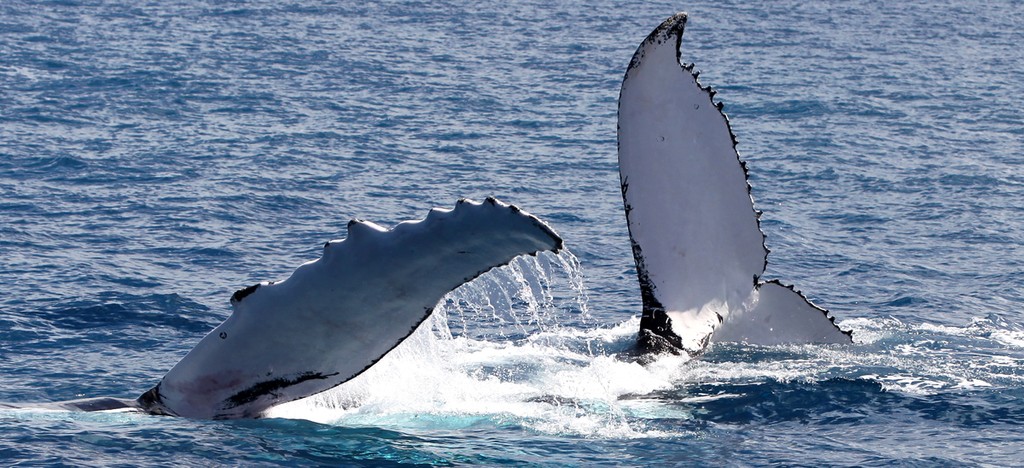 Lazing around on Lay Day - Audi Hamilton Island Race Week 2010 © Crosbie Lorimer http://www.crosbielorimer.com