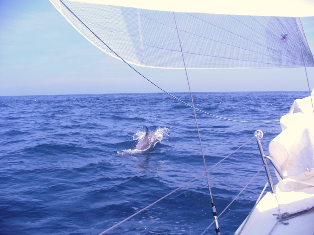 Dolphins! photo copyright Diane Reid http://www.onegirlsoceanchallenge.com/ taken at  and featuring the  class