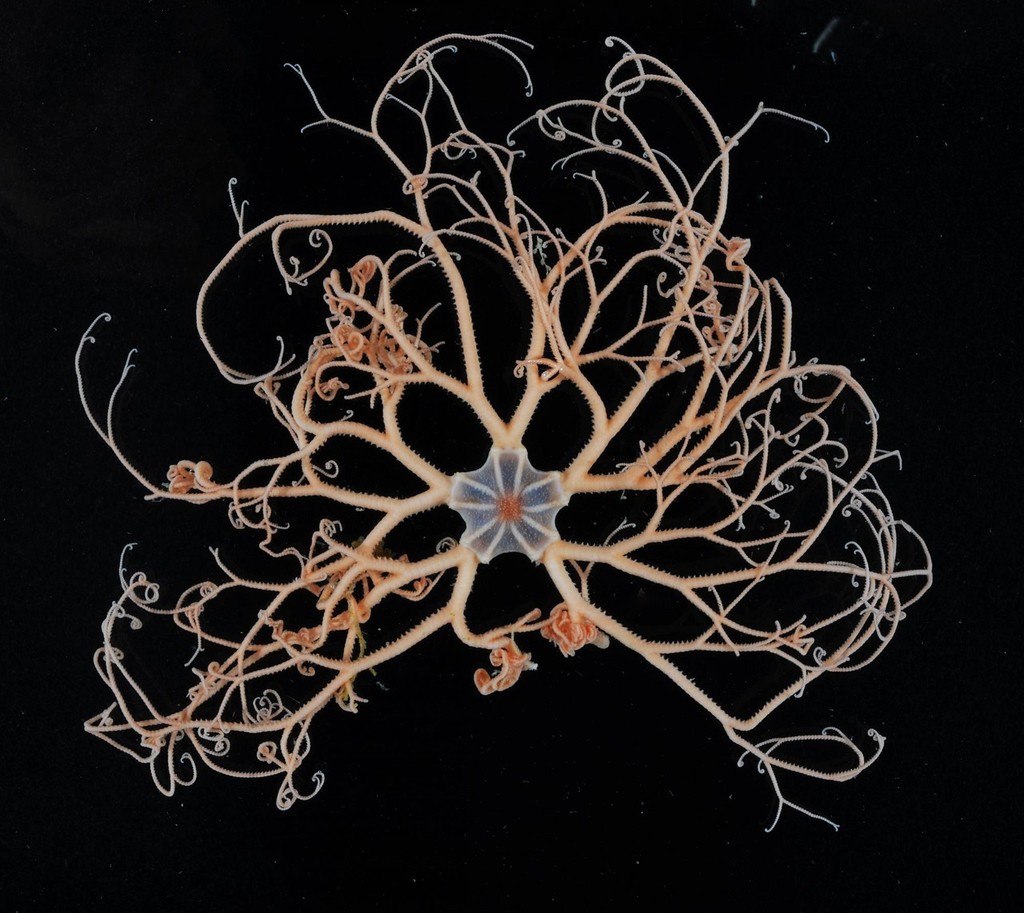basket star © British Antarctic Survey http://www.antarctica.ac.uk
