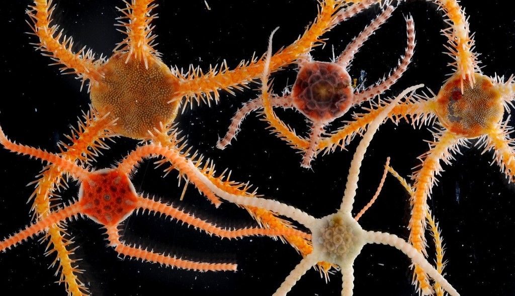 brittle stars © British Antarctic Survey http://www.antarctica.ac.uk