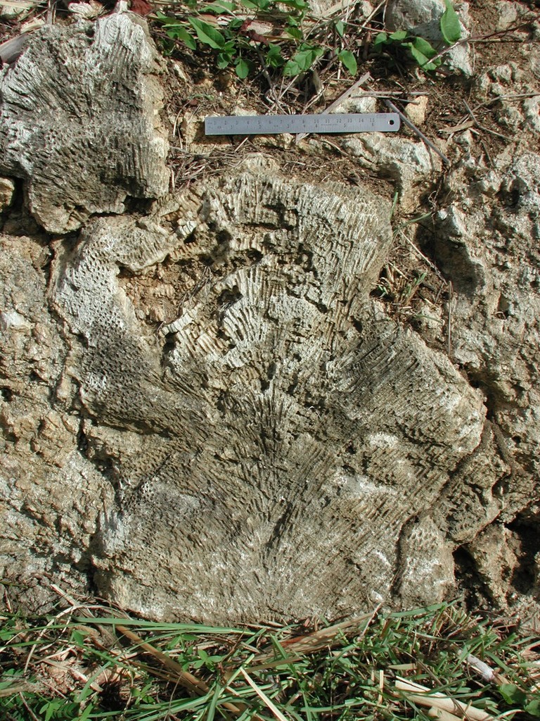 An extinct columnar species of the Caribbean Montastraea 