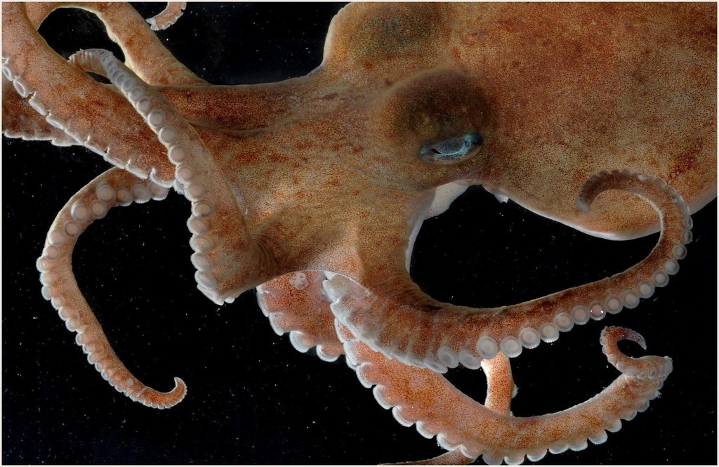 octopus © British Antarctic Survey http://www.antarctica.ac.uk