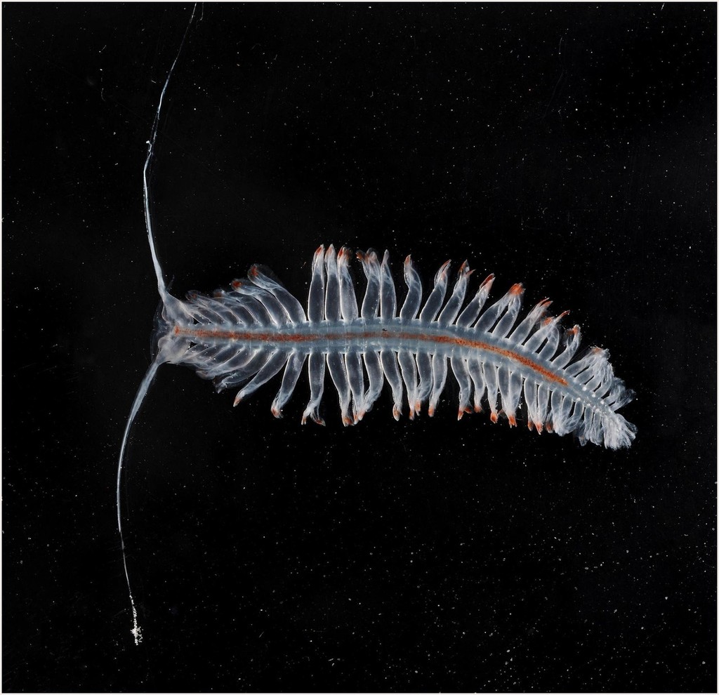 polychaete worm © British Antarctic Survey http://www.antarctica.ac.uk