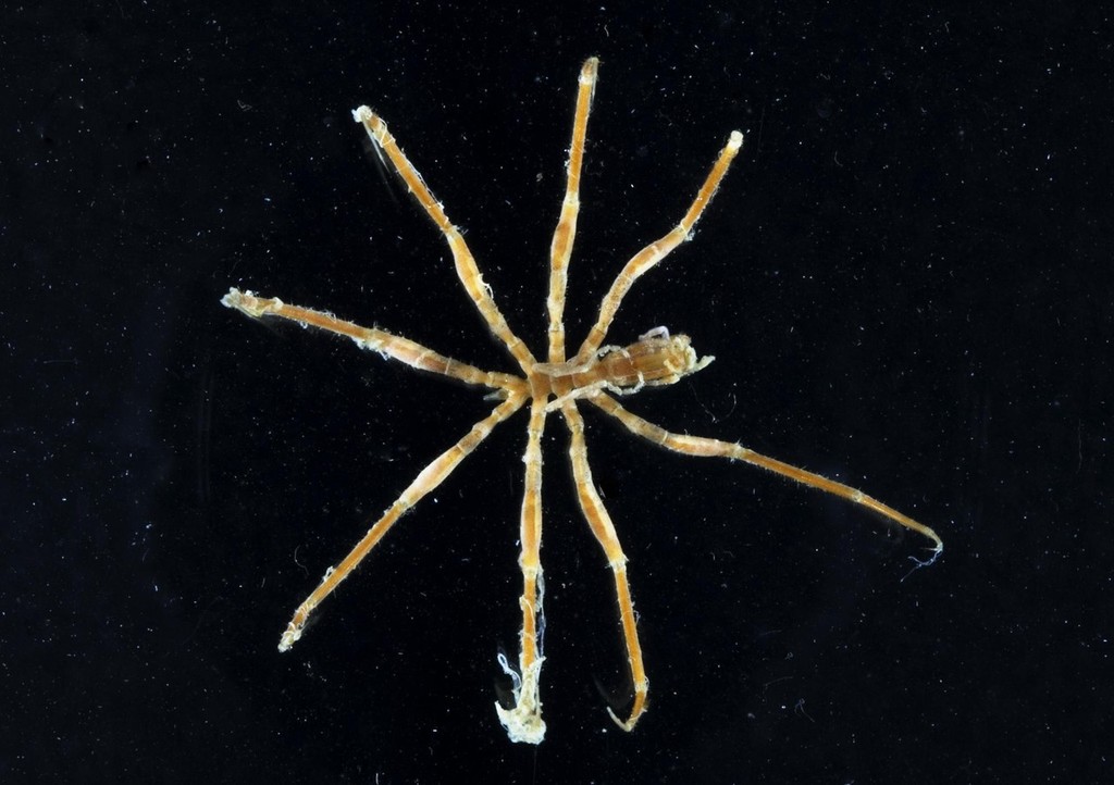 sea spider © British Antarctic Survey http://www.antarctica.ac.uk