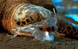 Plastic Bags kill 100,000 Marine creatures every year and 1 million sea birds. - SOS Ocean Racing Departure photo copyright Ian Thomson taken at  and featuring the  class