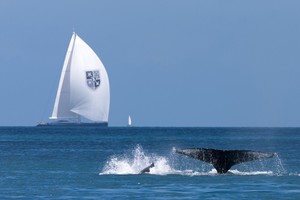 SALING - Audi Hamilton Island Race Week 2010
22/08/10 - Hamilton Island, Great Barrier Reef (AUS)
ph. Andrea Francolini
WHALE - Hamilton Island Race 2010 photo copyright  Andrea Francolini Photography http://www.afrancolini.com/ taken at  and featuring the  class