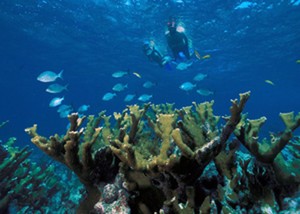 Biscayne National Park snorkeling photo copyright SW taken at  and featuring the  class
