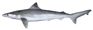 Carcharhinus borneensis photo copyright  Copyright CSIRO Australia http://www.csiro.au taken at  and featuring the  class