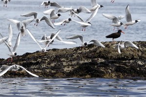 Maple Leaf birds photo copyright SW taken at  and featuring the  class