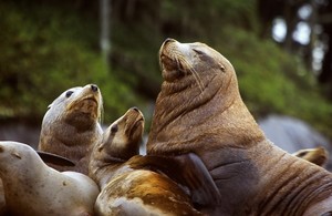Maple Leaf seals photo copyright SW taken at  and featuring the  class