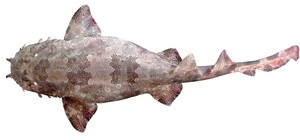 Orectolobus leptolineatus photo copyright  Copyright CSIRO Australia http://www.csiro.au taken at  and featuring the  class
