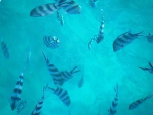 Seychelles - snorkelling.JPG photo copyright Rolf and Irene Fricke taken at  and featuring the  class