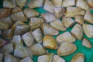 Pipis popular at Cape Liptrap this summer photo copyright DPI Victoria . taken at  and featuring the  class