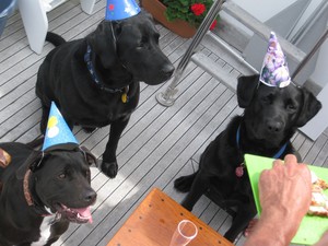 Rocky’s Birthday Party by Bob Manheimer aboard Boss Lady, a 45-foot Downeast Flybridge Cruiser on Penobscot Bay in Maine photo copyright Marinalife http://www.marinalife.com taken at  and featuring the  class
