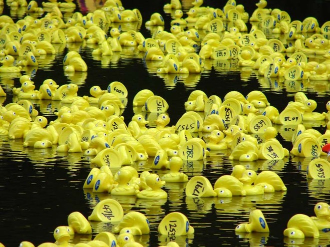 Entrants in the fourth Great NZ Englefield Charity Duck Race battle it out for lead position at the start of the race on Sunday. - The Great NZ Englefield Charity Duck Race  © Genevieve Howard