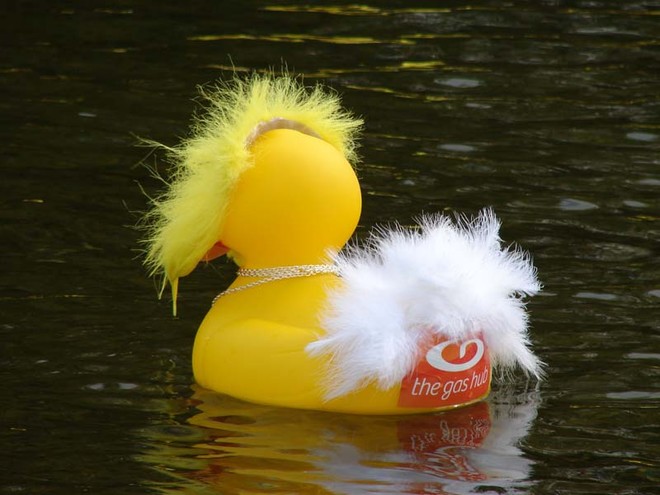 A corporate entrant at the start of the fourth Great NZ Englefield Charity Duck Race. - The Great NZ Englefield Charity Duck Race  © Genevieve Howard