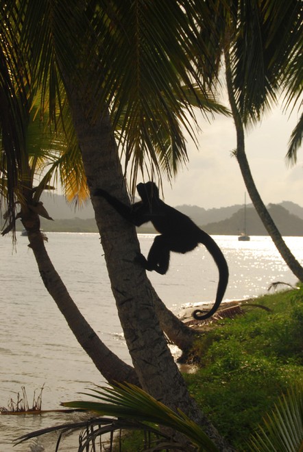 Isla Linton Panama  - Going it Alone © Lee Winters