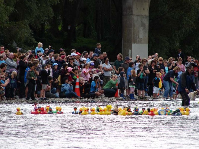 The corporate duck entrants released at the start of the race. - The Great NZ Englefield Charity Duck Race  © Genevieve Howard