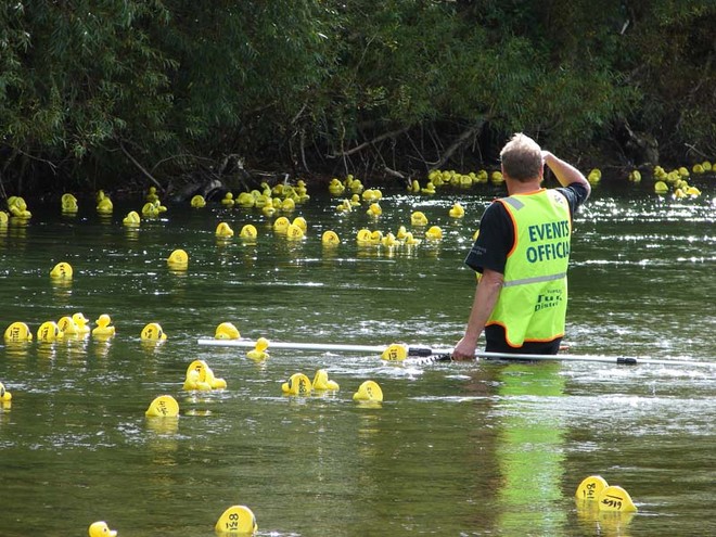 Competitors who lost the current were assisted by race officials. - The Great NZ Englefield Charity Duck Race  © Genevieve Howard