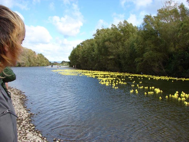 Competitors make their way downstream to Ewen Bridge. - The Great NZ Englefield Charity Duck Race  © Genevieve Howard
