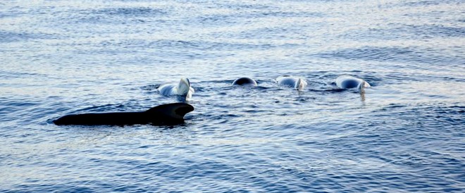 Pilot whales encountered by Team Neutrogena - Barcelona World Race © Barcelona World Race http://www.barcelonaworldrace.org