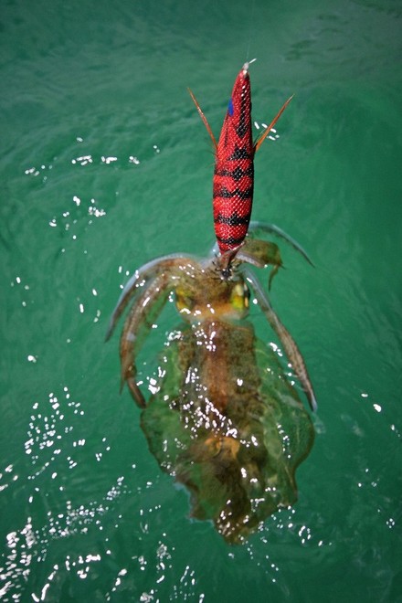 Calamari of all sizes respond well to size 2,5 jigs ©  Jarrod Day www.jarrodday.com