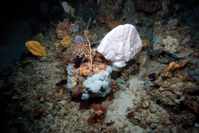 Sponge-dominated seabed communities on a rocky reef at 93 metres depth off Jurien Bay, WA ©  Copyright CSIRO Australia http://www.csiro.au