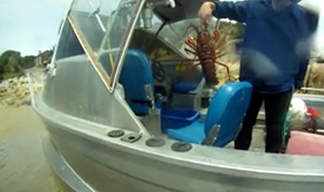 Big cray are  a regular catch at most waterways. - Fishing around Tasmania © Carl Hyland