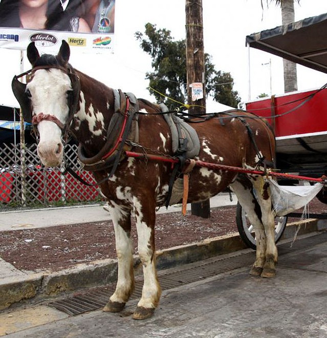 Newport to Ensenada © Rich Roberts http://www.UnderTheSunPhotos.com