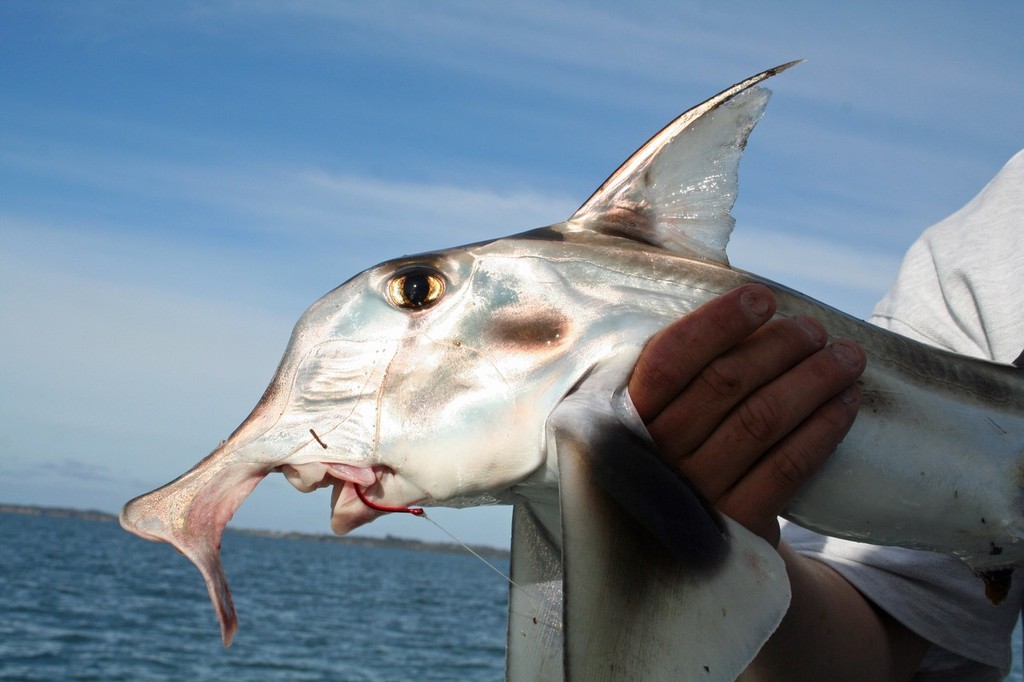 From Feb until May the annual run of elephant sharks occurs. © Jarrod Day