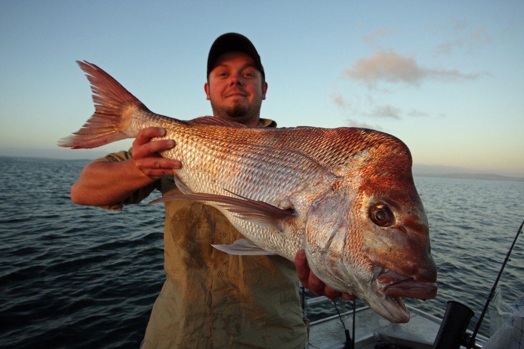 A solid snapper caught in the Franklin Channel. © Jarrod Day