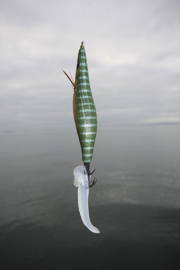 striking too hard to set the hooks can have you miss the calamari; the end result is just one tentacle. ©  Jarrod Day www.jarrodday.com
