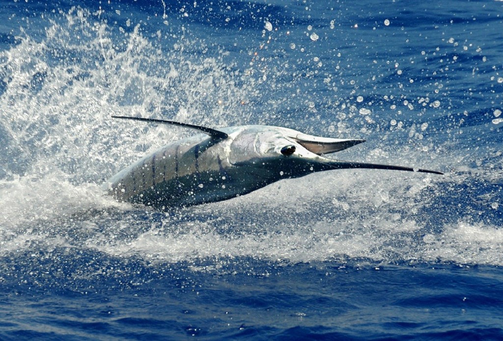 What other description but magnificent to hang on this shot from Andy Newman?  © Andy Newman / Florida Keys News Bureau