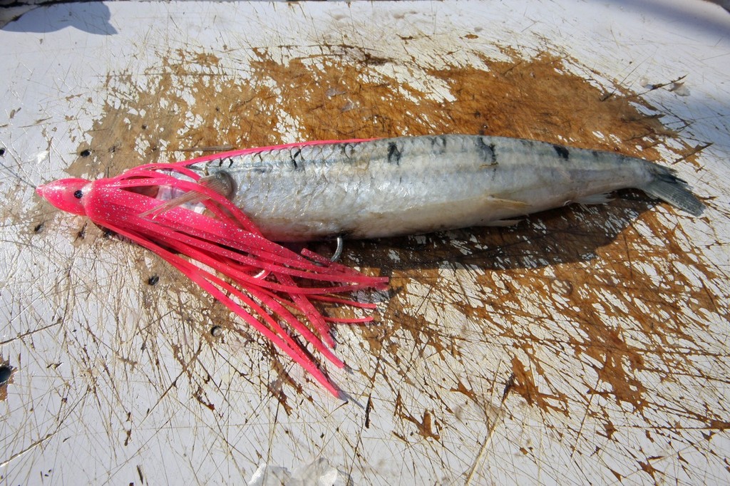 Rigging a skipping garfish