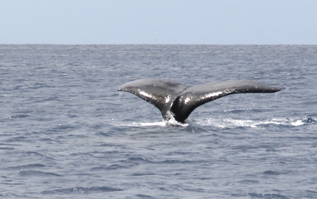 Whales ahoy in August in Tonga © Maggie Joyce http://marinerboating.com.au