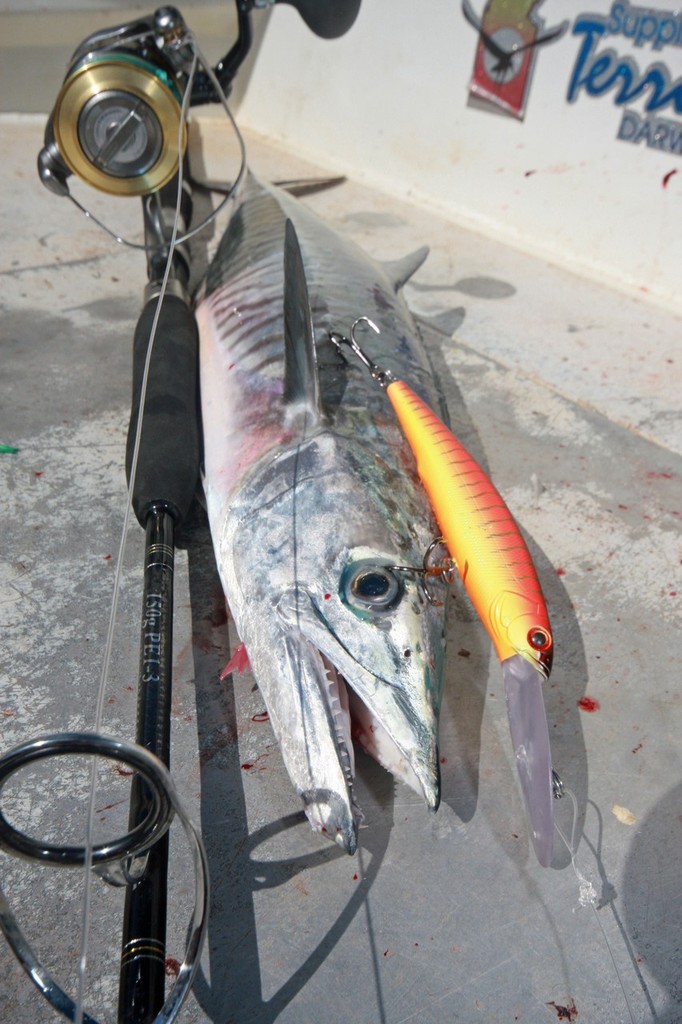 Spanish Mackerel are in plaque proportions. Trolling big hard body lures is  very effective.