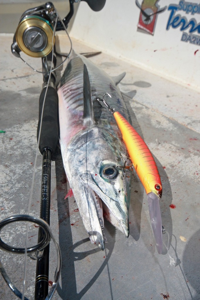 Spanish Mackerel are in plaque proportions. Trolling big hard body lures is very effective. © Jarrod Day