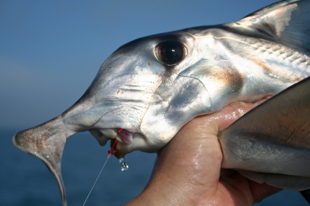 Size 3/0 circle hooks are ideal. Black Magic's KL design has proven itself as a worthy elephant hook. © Jarrod Day