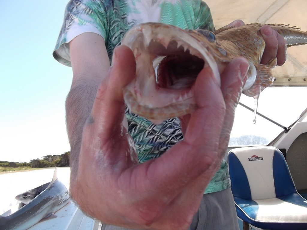 Teeth a mother would be proud of! - Fishing Lizard Island © Carl Hyland - copyright