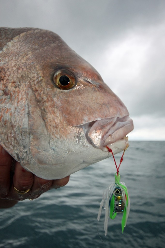 Even when fishing for snapper, small forged hooks on jigs are highly recommended. © Jarrod Day