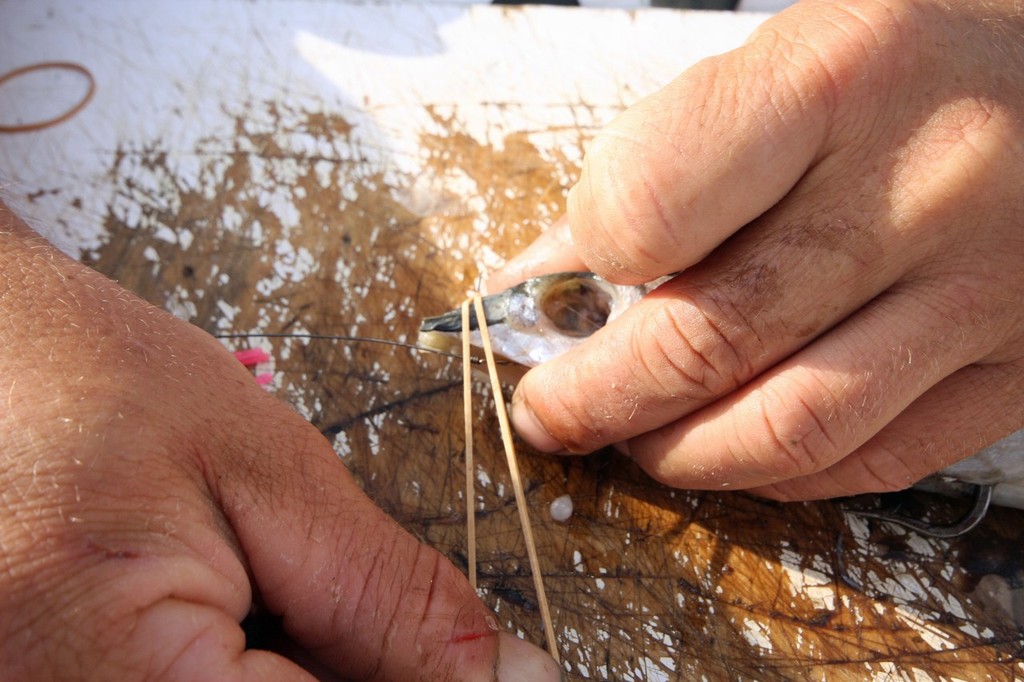 Take an elastic band and wrap it around the head of the garfish constantly going over the piece of wire that is protruding out of the top of the head. photo copyright Jarrod Day taken at  and featuring the  class