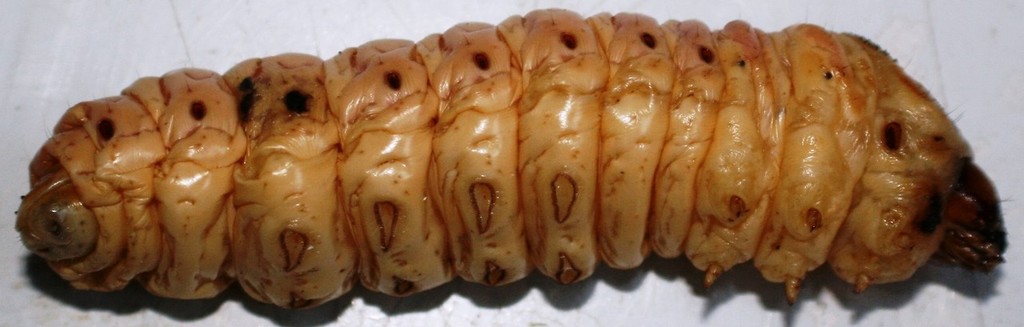 Wattle or 'bardi grub........picture by Carl Hyland - Tasmanian feature © Carl Hyland