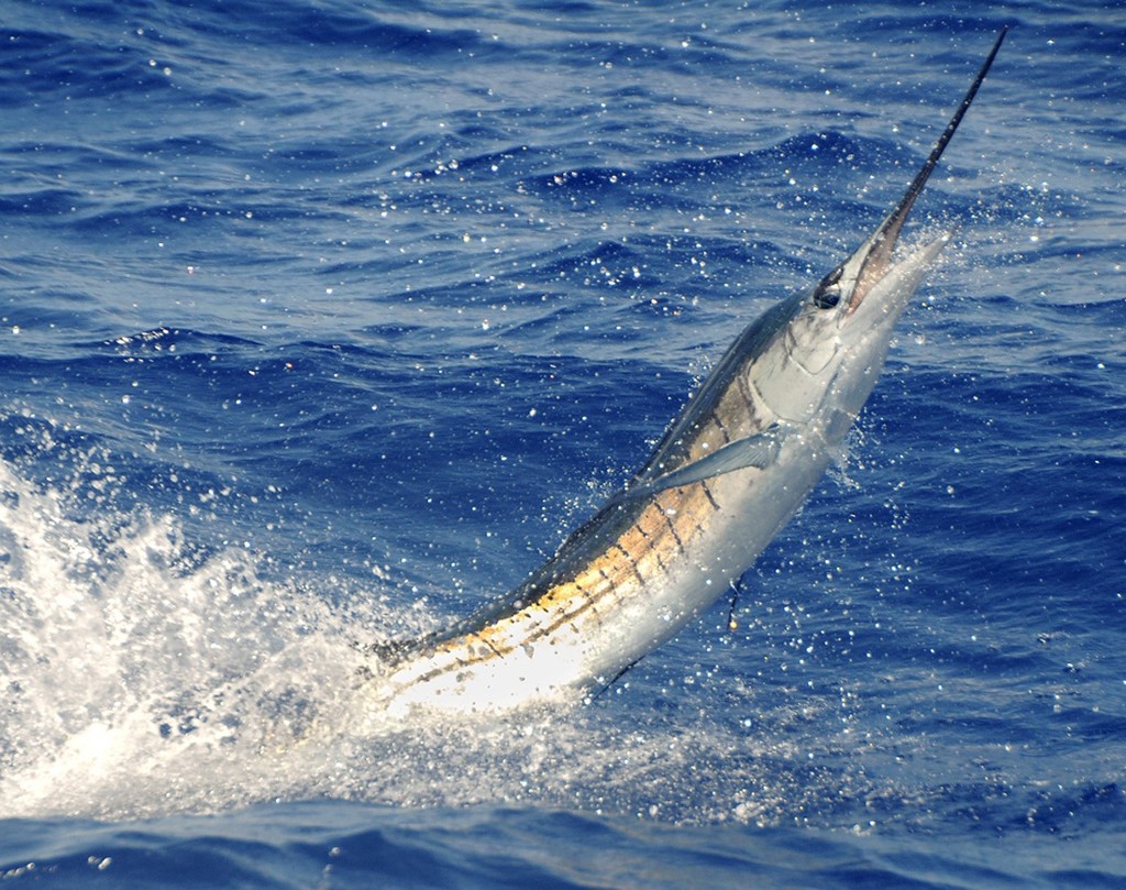 A sight to gladden the heart of any blue water angler as a  sailfish soars off the Florida Keys.  © Andy Newman / Florida Keys News Bureau