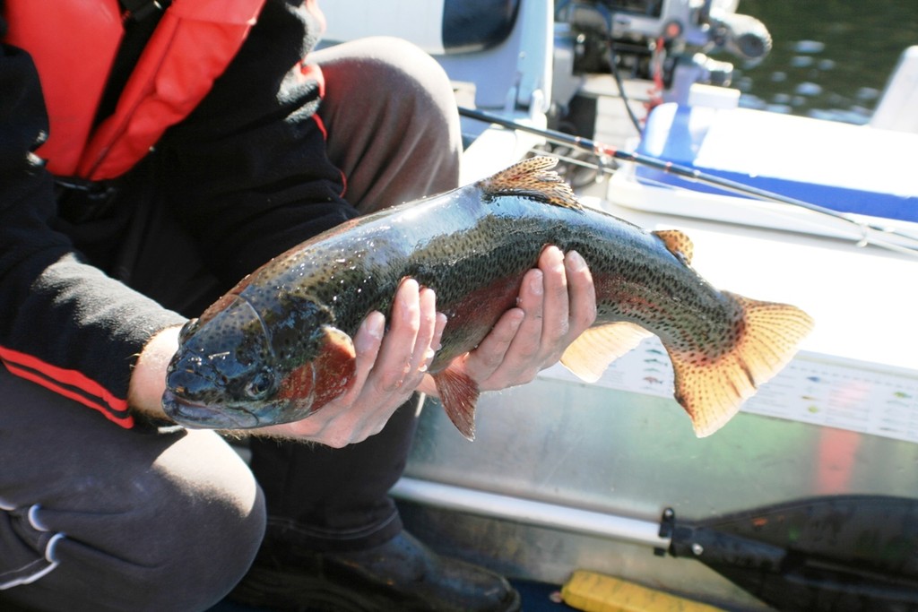 Pioneer fish - Tasmanian trout fishing to date photo copyright Carl Hyland - copyright taken at  and featuring the  class