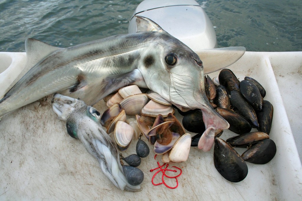 Bait selection is critical. Elephants respond well to pipi, squid and mussel baits. © Jarrod Day