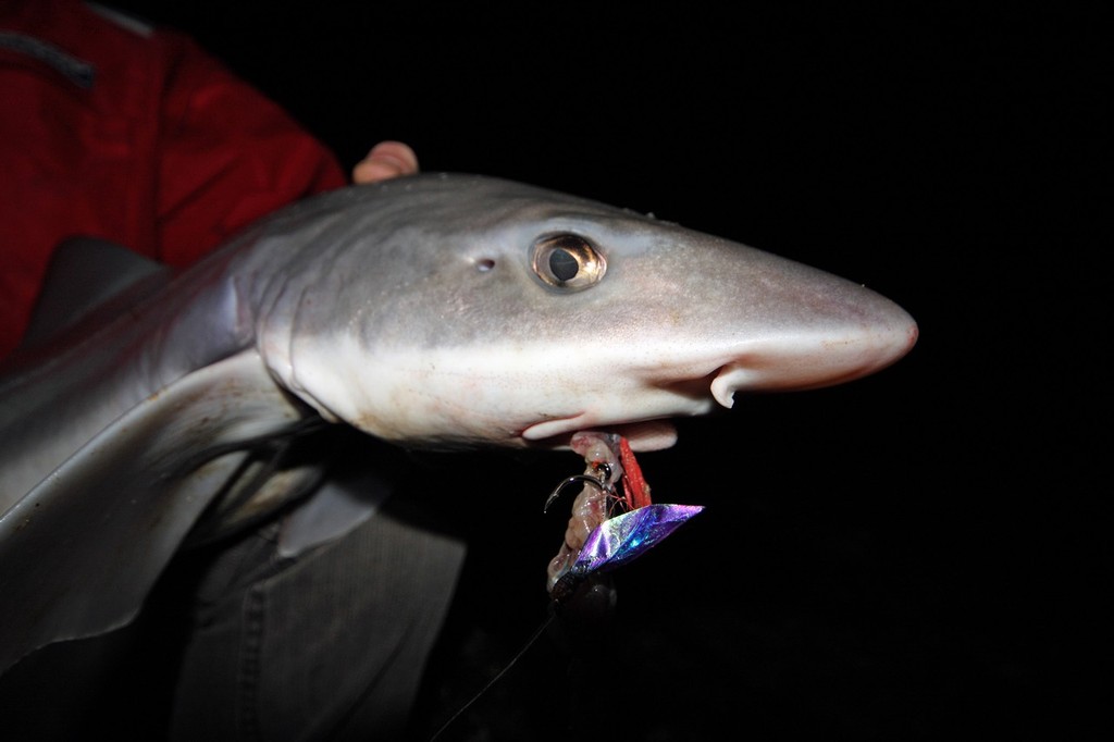 Circle hooks ensure your catch wont fall off the hook. - Gummy Sharks © Jarrod Day